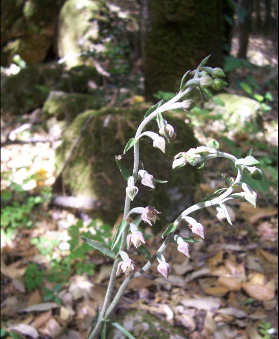 Epipactis microphylla